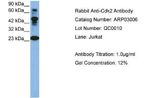 Western Blotting (WB) image for anti-Cyclin-Dependent Kinase 2 (CDK2) (C-Term) antibody (ABIN184162) (CDK2 Antikörper  (C-Term))