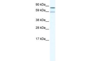 Western Blotting (WB) image for anti-Poly A Specific Ribonuclease (PARN) antibody (ABIN2461521) (PARN Antikörper)