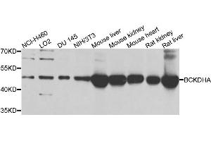 Western blot analysis of extracts of various cells, using BCKDHA antibody. (BCKDHA Antikörper)