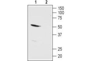 Western blot analysis of rat kidney membranes: - 1. (KCNK13 Antikörper  (1st Extracellular Loop))