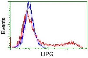 HEK293T cells transfected with either RC209248 overexpress plasmid (Red) or empty vector control plasmid (Blue) were immunostained by anti-LIPG antibody (ABIN2453815), and then analyzed by flow cytometry. (LIPG Antikörper)