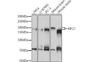 Western blot analysis of extracts of various cell lines, using KIF17 antibody (ABIN7268123) at 1:1000 dilution. (KIF17 Antikörper  (AA 360-660))