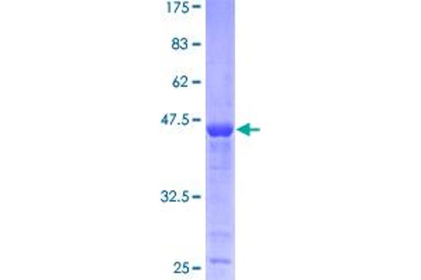 PPP1R14B Protein (AA 1-147) (GST tag)