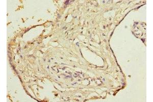 Immunohistochemistry of paraffin-embedded human placenta tissue using ABIN7149700 at dilution of 1:100 (DCMP Deaminase (DCTD) (AA 1-178) Antikörper)