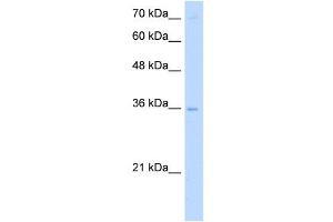 PRIM2 antibody used at 5 ug/ml to detect target protein. (PRIM2 Antikörper)