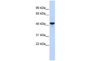 WB Suggested Anti-E2F2 Antibody Titration:  0. (E2F2 Antikörper  (Middle Region))