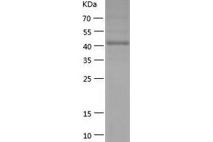 Western Blotting (WB) image for Protein tyrosine Phosphatase, Receptor Type, C Polypeptide-Associated Protein (PTPRCAP) (AA 33-428) protein (His tag) (ABIN7124685)