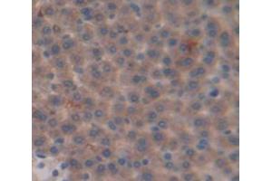 Immunohistochemistry (IHC) image for anti-Apolipoprotein C-III (APOC3) (AA 21-101) antibody (ABIN1175180)