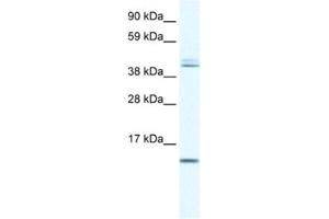 Western Blotting (WB) image for anti-Ts Translation Elongation Factor, Mitochondrial (TSFM) antibody (ABIN2460533) (TSFM Antikörper)