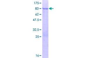 KRT83 Protein (AA 1-493) (GST tag)