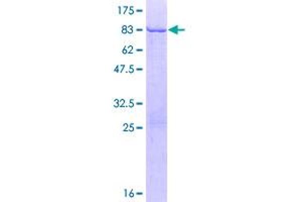 KRT83 Protein (AA 1-493) (GST tag)