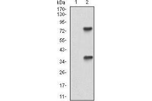 Western blot analysis using TUBE1 mAb against HEK293 (1) and TUBE1 (AA: 314-472)-hIgGFc transfected HEK293 (2) cell lysate. (TUBE1 Antikörper  (AA 314-472))