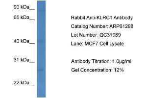 Western Blotting (WB) image for anti-Killer Cell Lectin-Like Receptor Subfamily C, Member 1 (KLRC1) (C-Term) antibody (ABIN2788754)