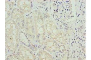 Immunohistochemistry of paraffin-embedded human kidney tissue using ABIN7154006 at dilution of 1:100 (Glutaminase Antikörper  (AA 616-669))