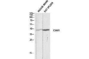 Western Blot (WB) analysis of Mouse Brain Rat Spleen lysis using C5AR1 antibody. (C5AR1 Antikörper)