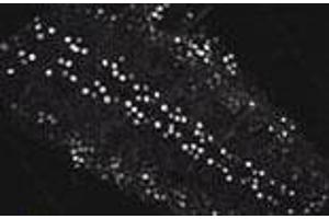 Immunofluorescence staining of human 3rd instant ventral ganglion with kay polyclonal antibody . (Kayak Antikörper  (AA 6-66))