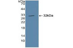 Detection of Recombinant CUL1, Human using Polyclonal Antibody to Cullin 1 (CUL1) (Cullin 1 Antikörper  (AA 1-250))