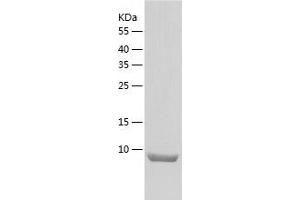 POLD4 Protein (AA 1-107) (His tag)