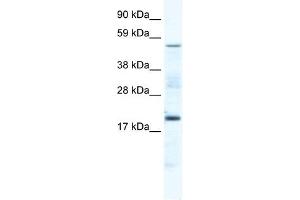 CSNK1G1 antibody (20R-1168) used at 0.