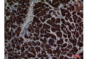 Immunohistochemistry (IHC) analysis of paraffin-embedded Human Pancreas, antibody was diluted at 1:100. (CD1e Antikörper  (C-Term))