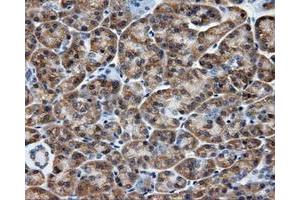 Immunohistochemical staining of paraffin-embedded liver tissue using anti-SIL1 mouse monoclonal antibody. (SIL1 Antikörper)