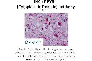 Image no. 2 for anti-Neuropeptide Y Receptor Y4 (NPY4R) (3rd Cytoplasmic Domain) antibody (ABIN1738313) (NPY4R Antikörper  (3rd Cytoplasmic Domain))