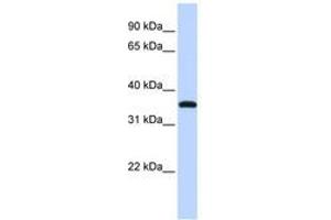 Image no. 1 for anti-Vestigial Like 3 (VGLL3) (C-Term) antibody (ABIN6741310)