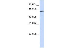 ENOX1 antibody used at 1 ug/ml to detect target protein. (ENOX1 Antikörper  (Middle Region))