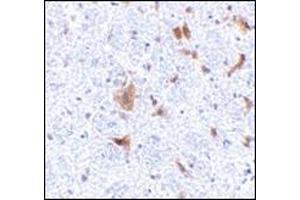 Immunohistochemistry of LFG in mouse brain tissue with this product at 5 μg/ml. (FAIM2 Antikörper  (N-Term))