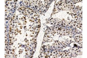 Nucleophosmin Mouse Monoclonal Antibody at 1/100 staining mouse testis tissue by IHC-P.