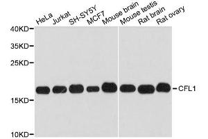 Western blot analysis of extracts of various cell lines, using CFL1 antibody. (Cofilin Antikörper  (AA 1-100))