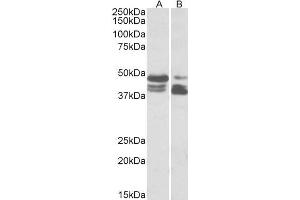 ABIN5539658 (0. (PLIN3 Antikörper  (AA 154-167))