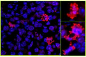 Immunofluorescence (IF) image for anti-Histone H3 (H3) (C-Term) antibody (ABIN7448974) (Histone 3 Antikörper  (C-Term))