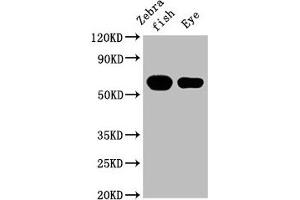 Western Blot Positive WB detected in: Zebrafish tissue, Zebrafish eye tissue All lanes: cyp26a1 at 1:2000 Secondary Goat polyclonal to rabbit IgG at 1/50000 dilution Predicted band size: 57 kDa Observed band size: 57 kDa (CYP26A1 Antikörper  (AA 244-371))