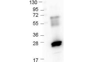 Western Blot of Rabbit anti-GST antibody. (GST Antikörper  (DyLight 405))