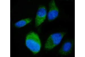 IF analysis of SND1 using anti-SND1 antibody (ABIN7600526). (SND1 Antikörper  (AA 20-204))