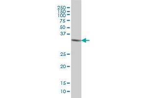 HTRA2 monoclonal antibody (M04), clone 6H8 Western Blot analysis of HTRA2 expression in HeLa . (HTRA2 Antikörper  (AA 359-458))
