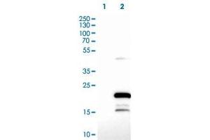Western Blot (Cell lysate) analysis of (1) Negative control (vector only transfected HEK293T lysate), and (2) Over-expression lysate (Co-expressed with a C-terminal myc-DDK tag (~3. (ZCCHC13 Antikörper)