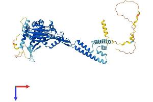 SCNN1B Protein (AA 1-640) (His tag)