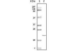 Western Blot showing cTnI antibody used against truncated cTnI recombinant protein. (TNNI3 Antikörper)