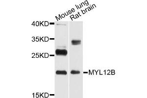Western blot analysis of extract of mouse lung and rat brain cells, using MYL12B antibody. (MYL12B Antikörper)