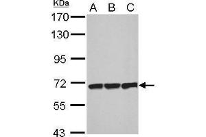 WB Image Sample (30 ug of whole cell lysate) A: NIH-3T3 B: JC C: BCL-1 7. (Plastin 3 Antikörper)