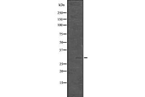 Western blot analysis of Phospho-Histone H1. (HIST1H1E Antikörper  (pThr18))