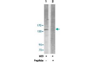 Western blot analysis of extracts from 293 cells, treated with LiCl (0. (ERBB3 Antikörper)