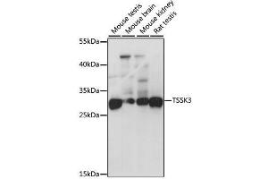 Western blot analysis of extracts of various cell lines, using TSSK3 antibody. (TSSK3 Antikörper  (AA 1-268))