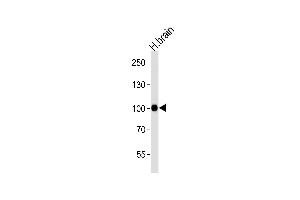 Western blot analysis of lysate from human brain tissue lysate, using CDH13 Antibody at 1:1000 at each lane. (Cadherin 13 Antikörper  (C-Term))