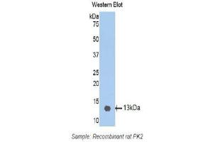Western Blotting (WB) image for anti-Prokineticin 2 (PROK2) (AA 29-107) antibody (ABIN1172319) (PROK2 Antikörper  (AA 29-107))