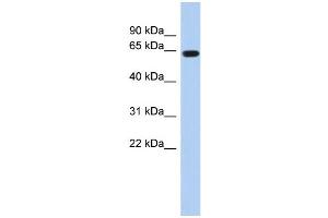 WB Suggested Anti-RUNX1 Antibody Titration:  0. (RUNX1 Antikörper  (Middle Region))