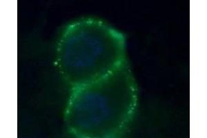 Expression of Zinc-activated channel in human PANC-1 cells - Cell surface detection of Zinc-activated channel in human intact living pancreatic adenocarcinoma (PANC-1) cells. (ZACN Antikörper  (Extracellular))