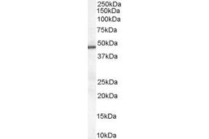ABIN185384 (0. (PAI1 Antikörper  (Internal Region))
